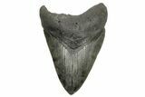 Fossil Megalodon Tooth - South Carolina River #261174-1